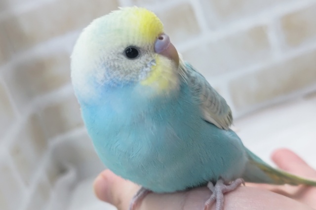 最新画像あり！ 魅力いっぱいカラー🌈 セキセイインコ(パステルレインボースパングル)