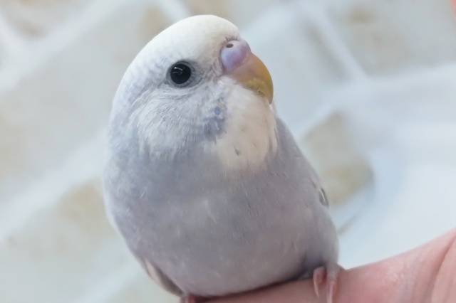 最新画像あり！ この美しさにご注目～✨ セキセイインコ(ライラック)