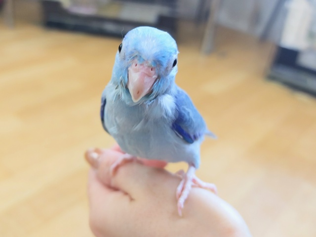 最新画像更新❤爽やか少年⁈マメルリハブルーの男の子！