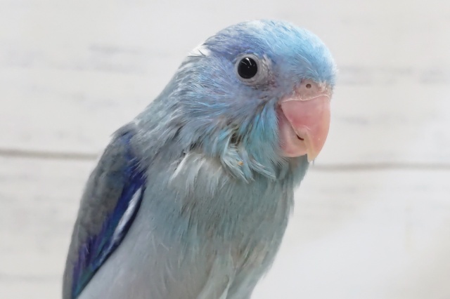 最新画像あり！ 様々なブルーが入ってます～💙 マメルリハインコ(ブルー)
