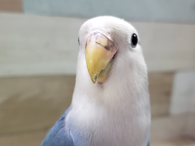 最新画像更新❤わたわた✨コザクラインコのヒナ(バイオレット)入荷しました❤