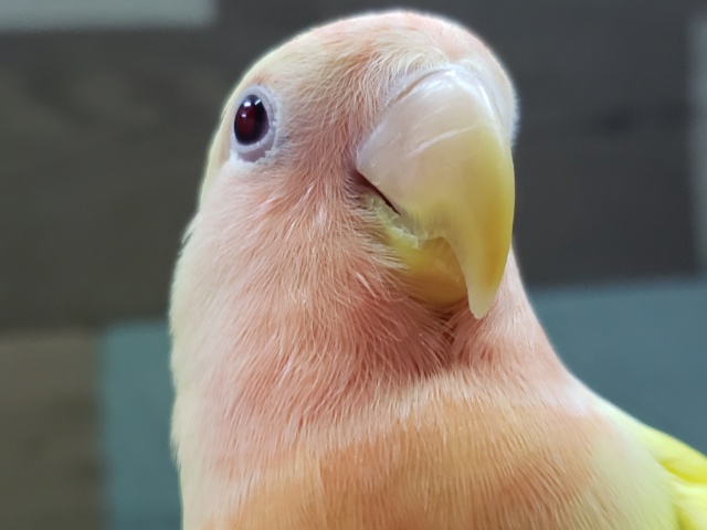 最新画像更新❤鮮やかな黄色💛コザクラインコのヒナ(ルチノー)入荷しました❤