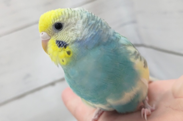 最新画像！ 魅力たっぷりさん～🌈 セキセイインコ(パステルレインボースパングルパイド)