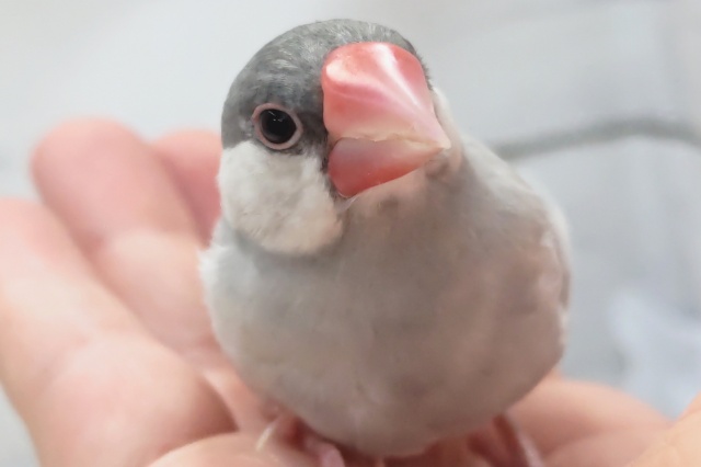 最新画像！ ギラッと人気カラーさん～✨ シルバー文鳥