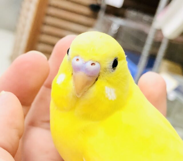 【最新画像更新☆☆】赤目が苦手な方におすすめ♪♪　クリクリで可愛いでしょ？　せキセイインコ