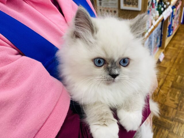 最新画像🌟輝くブルーの瞳💠ラブリーフェイスです❤︎癒し溢れるラグドールくん男のコ🌟♂