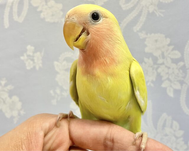 ❣️最新画像❣️キュート💛コザクラインコ (ゴールデンチェリー) 2023年10月生まれ