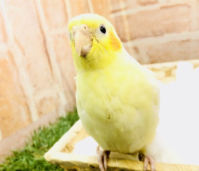 薄っすらパール模様がありそう？？　オカメインコ