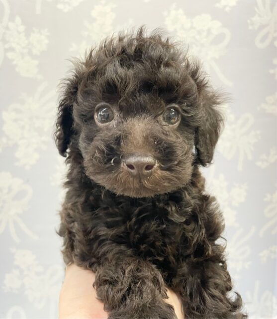 愛おしいお顔💛 トイプードル(ブラウン) 男の子☆ 2023年9月24日生まれ 入舎！