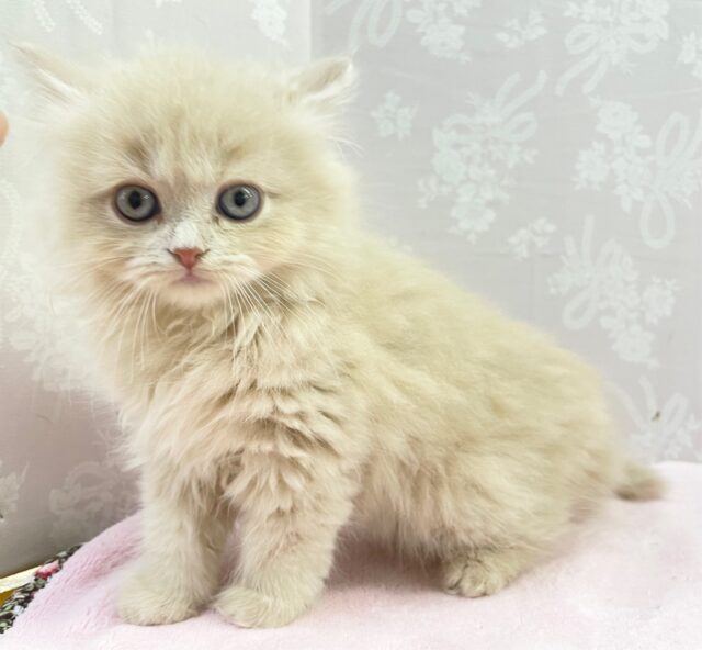 宝石のようなおめめ💎.* マンチカン(クリーム) 女の子♪ 2023年9月30日生まれ 入舎！
