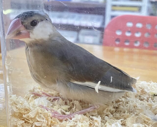 ❣️最新画像になります❣️定番人気 🩶桜文鳥 2023年9月生まれ