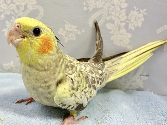 ❣️最新画像❣️ときめき！！パール模様🫧 オカメインコ(シナモンパール) 2023年10月生まれ