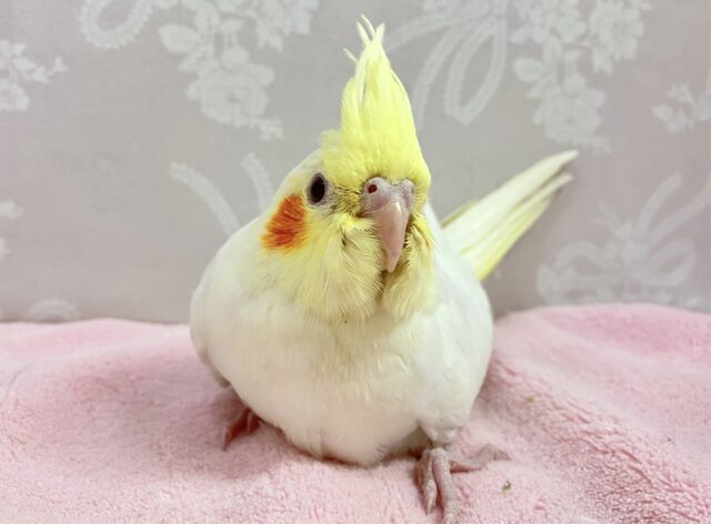 最新画像❣️ほのぼのクリーム💛 オカメインコ(ルチノー)2023年10月生まれ