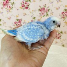 爽やか美ブルー🫧手乗りセキセイインコ(ブルーオパーリン)💠✨