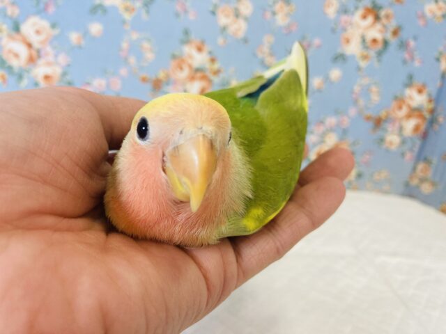 ニッコリニコニコ❤︎🐾愛嬌たっぷりの激かわコザっち参上です🌟