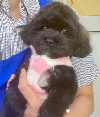 カットしてもらってイケメンに☆　ハーフ犬（トイプードル×シーズー）の男のコ 2024.1/6撮影