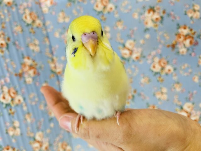 最新画像🌟最高に人懐こい❤︎手乗りセキセイインコ(コバルト)🫧