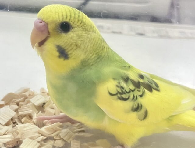 ❣️最新画像❣️おきゃわな黄色💛 セキセイインコ パイド(2023年 10月生まれ)