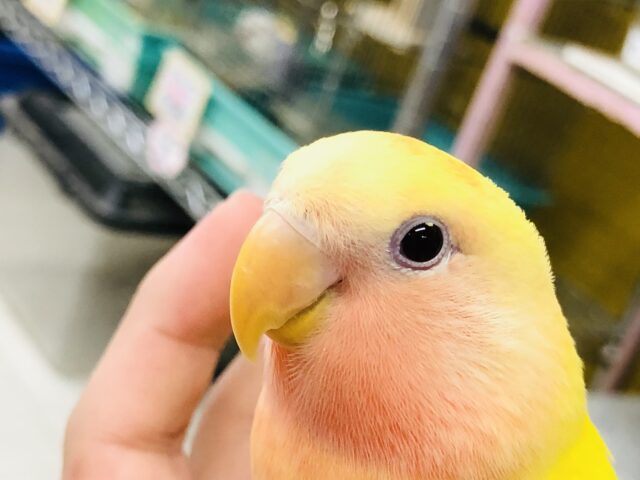 【最新画像更新☆☆】明るいカラーでみんなを元気にします！！　小桜インコ