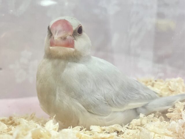 ❣️最新画像❣️凛々しいお顔！？シルバー文鳥 2023年9月生まれ