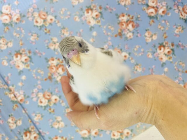 最新画像🌟人懐こく最高にプリティなコ❤︎手乗りセキセイインコ(ホワイトハルクイン)🫧
