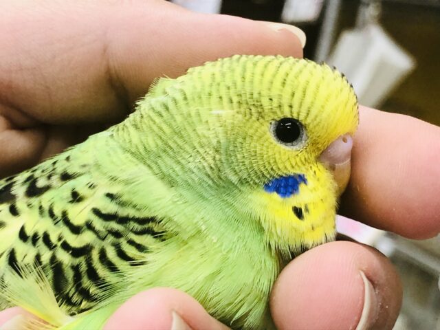 こちらもムチムチ定番カラー！！　セキセイインコ