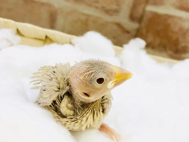 淡いカラーがやってきました♪♪　シナモン文鳥