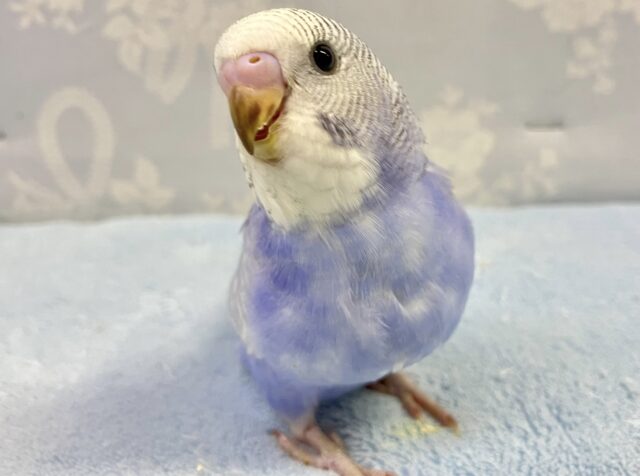 ❣️最新画像❣️淡い紫色にキュン💜⋆͛ セキセイインコ (バイオレットスパングル)2023年10月生まれ