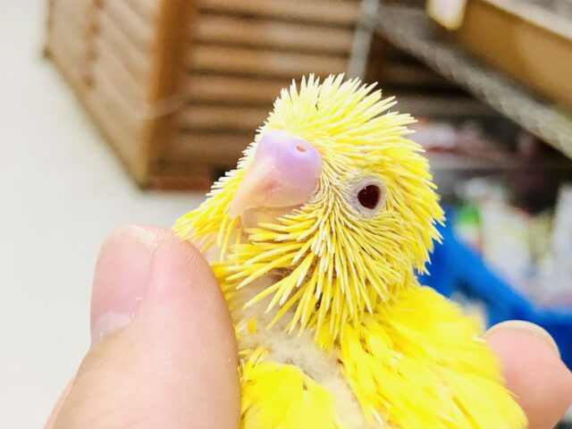 季節はいつの間にか過ぎましたが・・・いがぐりみたいな子が入舎です　セキセイインコ
