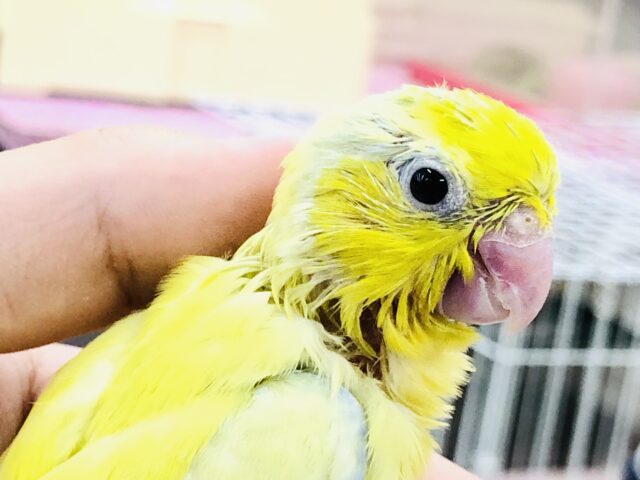 【最新画像更新☆☆】グラデーションカラーがめちゃカワ！マメちゃん(*´▽｀*)