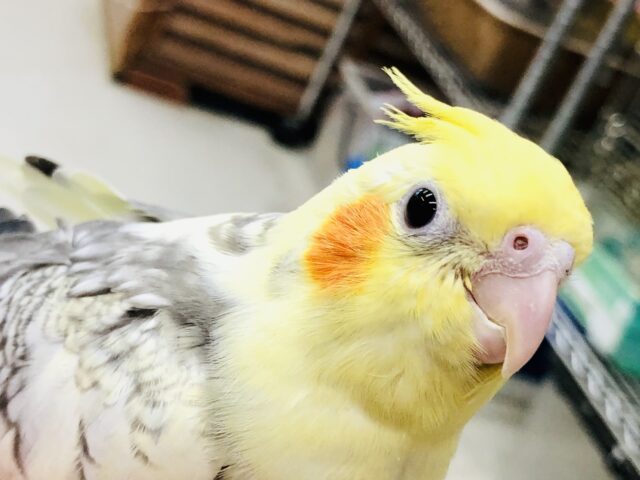 【最新画像更新☆☆】少し大きめ！！だけどまだまだ食べ盛り！！　オカメインコ