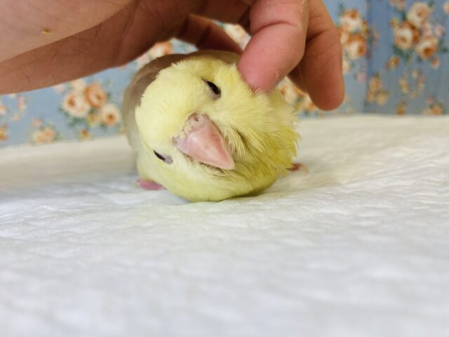 最新画像🌟ぴーぽぽぽ♩❤︎とろけるかわいさ❤︎手乗りサザナミインコ(クリームイノ)🪶✨