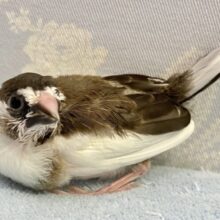 ちっちゃくて可愛い💞 ジュウシマツ 2023年10月生まれ