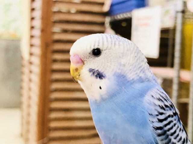 【最新画像更新☆☆】これぞセキセイ！！　元祖ですね～