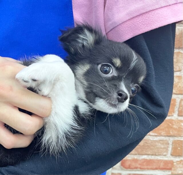 最新画像！しっぽフリフリ~お空飛べそう！チワワ(ブラック＆ホワイト) 女の子♪ 2023年9月15日生まれ！