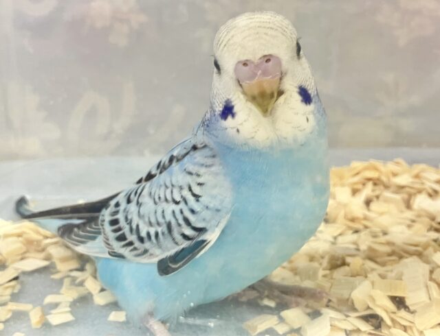 ❣️最新画像❣️空色にきゅん💕 セキセイインコ (ブルーオパーリン)2023年10月生まれ