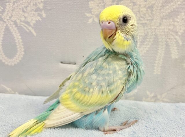 クリクリおめめちゃん💞 セキセイインコ(パステルレインボー)2023年10月生まれ