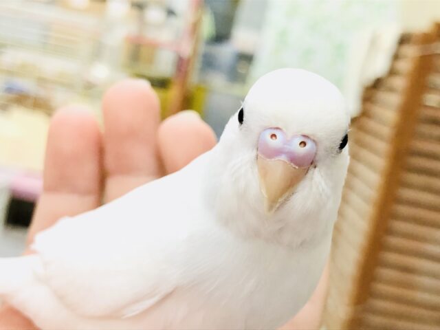 【最新画像更新☆☆】純白のボディにぱっちりアイ👀　せキセイインコ