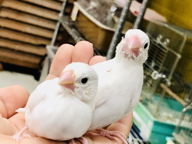 【最新画像更新☆☆】２羽で仲良く元気よく～！！　白文鳥