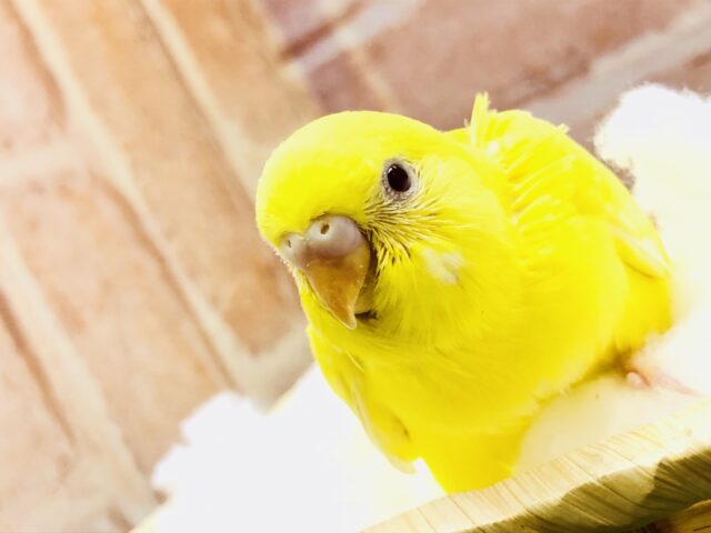 人気の黄色いヒヨコさん♪　せキセイインコ