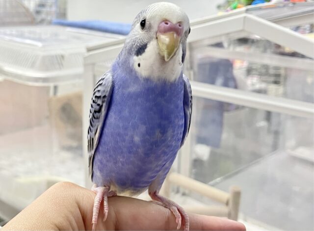 人馴れしてるよ🩵 セキセイインコ(オパーリンブルー)2023年9月生まれ