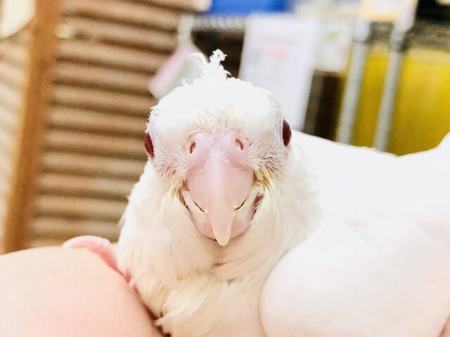 流山店に少し早い初雪です♪♪　オカメインコ