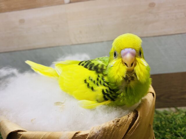 最新画像有り⭐️にっこりスマイルが得意です😊定番人気カラーのセキセイインコ（パイド）