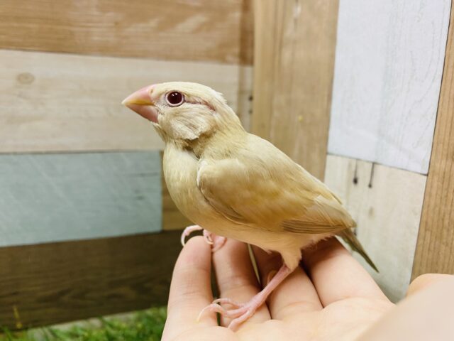 最新画像あります☆人気の高いキュートなコ♪シナモン文鳥！！