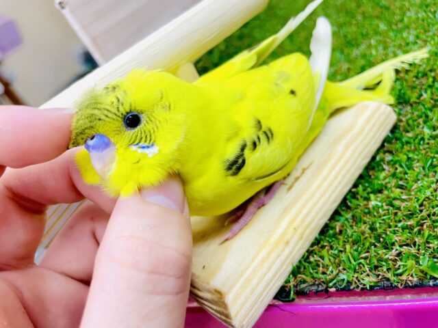 触れ合いできます⭕️さし餌2回‼️最新画像になりますよ⭐️きましたっ✨あざとい系セキセイさん🩷💛　セキセイインコ　ハルクイン