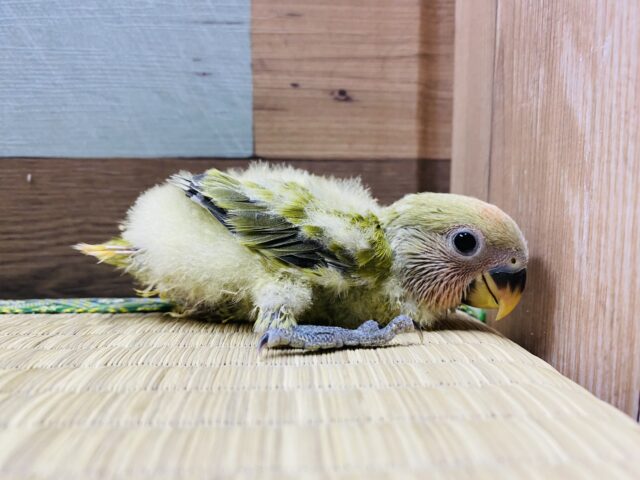 抹茶グリーンが素敵です✨パッチリおめめのコザクラインコ（オリーブオパーリン）