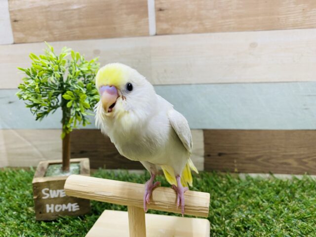 あわ〜くてカワイイッ💕セキセイインコ人気カラーのイエローフェイスライラックモーブ💜