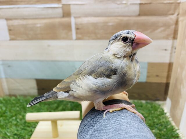 あと1羽❗️最新画像あります☆2羽で仲良しのひなひなズ♪桜文鳥！！