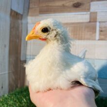 最新画像有り❗️ぬくもりで眠くなっちゃうんです〜💤可愛すぎるカツラチャボ🩷