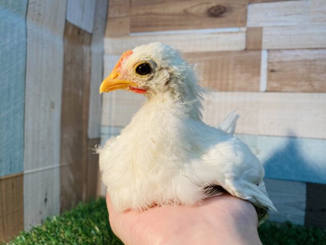 最新画像有り❗️ぬくもりで眠くなっちゃうんです〜💤可愛すぎるカツラチャボ🩷